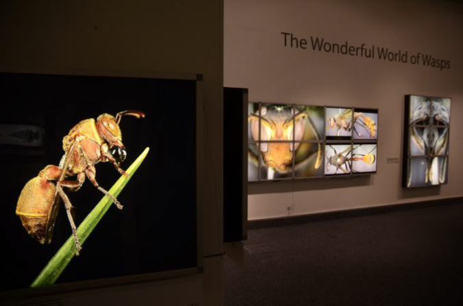 Wasp_exhibition__DSC3484